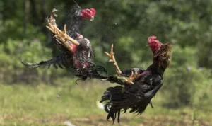 Đá Gà WS168 Tại ANO88